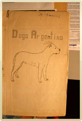 Dogo+argentino+hunting+boar