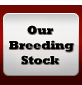 Our Breed Stock